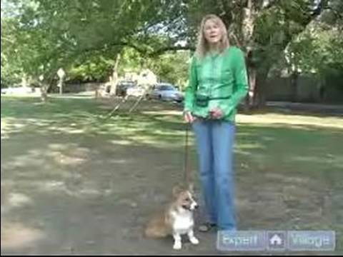 Nasıl Zor Köpek Yetiştirmek: Galce Corgi Öğretmek Nasıl Uzan Resim 1