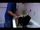 Damat Bir Köpek Nasıl Yapılır : Köpek Şampuan Nasıl 