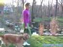 Köpek Yoga Poses Ve Pozisyonlar: Meditasyon Yoga Poses Ve Pozisyonlar İnsanlar Ve Köpekler İçin Kullanarak Yürüyüş Resim 3