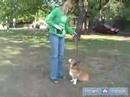 Nasıl Zor Köpek Yetiştirmek: Köpek İtaat Kullanarak Ve Eğitim Oturmak Bir Galce Corgi Öğretmek Resim 3