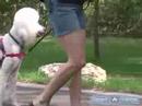 Bir Fino Köpeği Eğitmek İçin Nasıl : Topuk Kaniş Öğretmek Nasıl  Resim 4