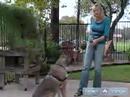 Bisiklete Binme Dersleri Yeni Başlayanlar İçin: Nasıl Bu Ücretsiz Köpek İtaat Eğitim Kursu Video Kullanarak Oturmak İçin Büyük Köpek Öğretmek Resim 4