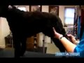Damat Bir Köpek Nasıl Yapılır : Köpek Tıraş Nasıl  Resim 4