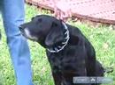 Nasıl Tren Senin Köpek İçin: Nasıl Bir Sivri Uç Yaka Üstünde Belgili Tanımlık Köpek Eğitim Uyacak Resim 4