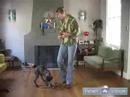 Nasıl Bir Boxer Köpek Yetiştirmek: Boksör İnsanlar Ve Mobilya Üzerinde Atlama Önlemek Resim 4