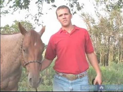 Bir At Satın Almak İçin İpuçları: At Beslenme