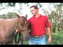 Bir At Satın Almak İçin İpuçları: At Eğitimi Resim 3
