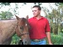 Bir At Satın Almak İçin İpuçları: Atı Davranış Anlama Resim 3