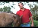 Bir At Satın Almak İçin İpuçları: Nasıl Bir At Sağlıklı Tutmak İçin Resim 3