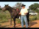 Nasıl Rodeo Team İp : Geçin, İçeri Geçin Bir At Seçin  Resim 3