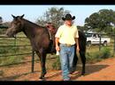 Nasıl Rodeo Team İp : Geçin, İçeri Geçin Bir At Seçin  Resim 4