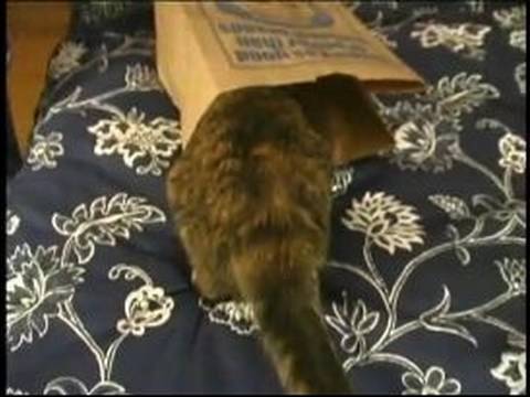 Make Homemade Kedi Oyuncak: Kedi Senin Kağıt Çanta Dışında Yap