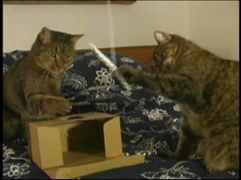 Yapmak Ev Yapımı Kedi Oyuncaklar : String Ekleri İle Kedi Oyuncaklar Yapmak  Resim 1