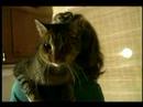 Uslu Bir Kedi Zam : Tezgahlar Gelen Kediler İçin Baştan Çıkarın 