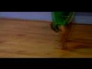 Capoeira Hamle İleri : Nasıl Macaco Yapmak  Resim 4