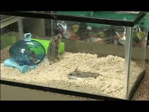 & Cüce Hamster Sahibi İçin Bakım : Cüce Hamster Popülerlik  Resim 1