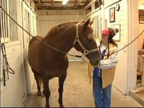 Atlar İçin Bakım Nasıl Yapılır : Bir At Satın Almak İçin Nasıl 