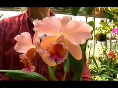 Cins Ve Orkide Büyümek Nasıl Satın Alınır : Cattleya Orkide Cins Nasıl  Resim 1