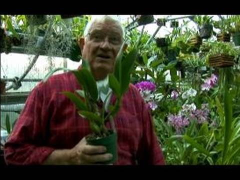 Cins Ve Orkide Büyümek Nasıl Satın Alınır : Multigeneric Orkide İsimlerini Belirleme 