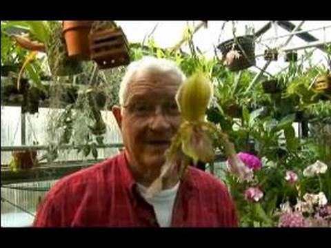 Nasıl Doğurmak İçin, & Orkide Büyümek Alış : Diğer Devletlerden Orkide Almak İçin Nasıl Anlamaya  Resim 1