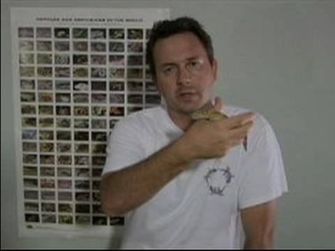 Nasıl Gecko Kertenkele Bakımı İçin : Gecko Kertenkele Çeşitleri Ve Türleri Resim 1