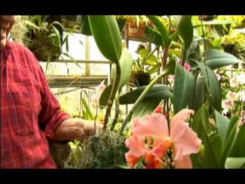 Orkide Farklı Türleri İçin Bakım : Cattleya & Laelia Orkide Bakımı 
