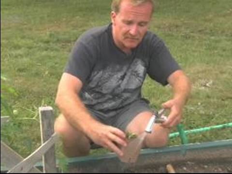 Tohumdan Bitki Yetiştirmek İçin Nasıl : Dış Bahçe İçin Fidan Nakli Nasıl 