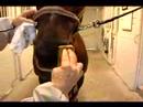Atlar İçin Bakım nasıl yapılır : Bir Atın Sağlığını Kontrol etmek İçin Nasıl 