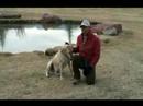 Kuş Köpekler AVI Nasıl Yapılır : Labrador Retriever Su Getirme Komuta 