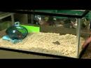 & Cüce Hamster Sahibi İçin Bakım : Cüce Hamster Popülerlik  Resim 3