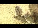 & Cüce Hamster Sahibi İçin Bakım : Damızlık Cüce Hamster Resim 3