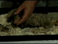 Gecko Kertenkele Bakımı Nasıl Yapılır : Leopard Geckos Nasıl  Resim 3