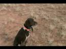 Kuş Köpekler AVI Nasıl Yapılır : Köpek Kuş İşaret Avcılık Nasıl  Resim 3