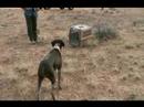 Kuş Köpekler AVI Nasıl Yapılır : Köpek Kuş İşaret Avcılık Nasıl  Resim 4
