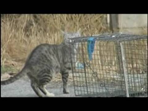 Anlayış Feral Cats: Nasıl Erkek Ve Kadın Feral Cats