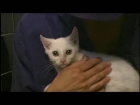 Anlayış Feral Cats: Nasıl Evcil Kediler