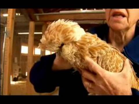 Anlayış Tavuk Ve Yumurta: Lehçe Tavuk Tepeli