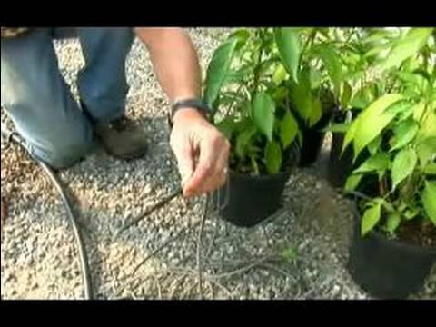 Bahçe Bitkileri Su Nasıl Yapılır : Bahçe Bitkileri Su İçin Tek Bir Damlatıcı Düzenlemek İçin Nasıl 