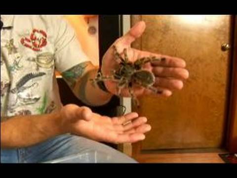 Chaco Altın Diz Tarantula İçin Evde Beslenen Hayvan Örümcek Keyif: Evde Beslenen Hayvan Chaco Tarantula Hakkında Önemli Bilgiler