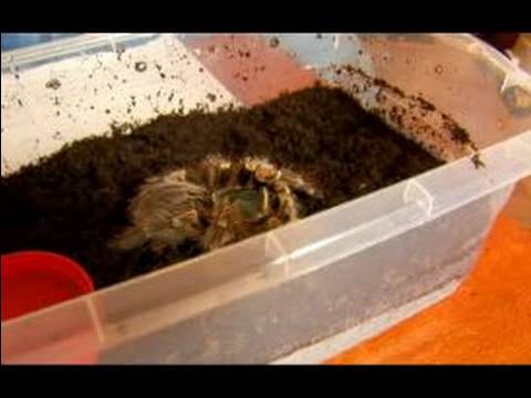 Chaco Altın Diz Tarantula İçin Evde Beslenen Hayvan Örümcek Keyif: Nasıl Bebek Evde Beslenen Hayvan Chaco Tarantula Bakımı Resim 1