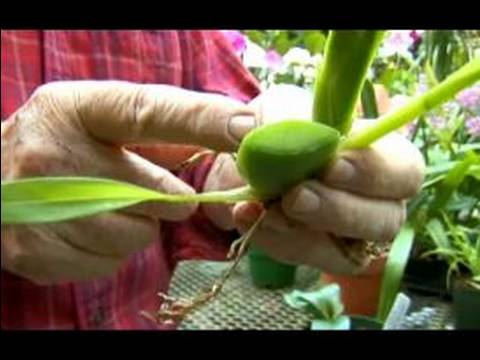 Keşfetmek Ve Takdir Orkide : Nem Ve Solma Anlamak 