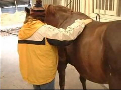 Nasıl Atlar İçin Bakım : Bir At Geliyor İçin Güvenlik İpuçları  Resim 1