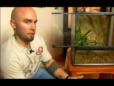 Nasıl Bakımı İçin Evde Beslenen Hayvan Kaplan Salamander: Nasıl Tiger Semenderler Hastalık Önlemek İçin Resim 1