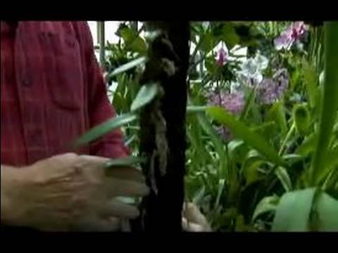 Nasıl Doğurmak, Büyümek Ve Orkide Satın: Büyüyen Orkide Aşamaları Önemini Anlamak Resim 1