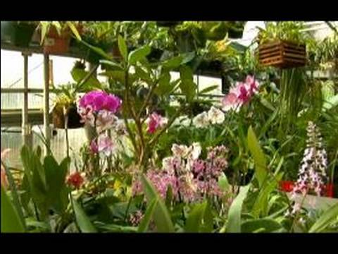 Nasıl Doğurmak İçin, & Orkide Büyümek Alış : Büyüyen Orkide İçin Yerel Bir Mağaza Bulun 