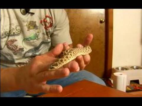 Nasıl Hognoz Yılanları Bakımı: Hognoz Snake Bilgi