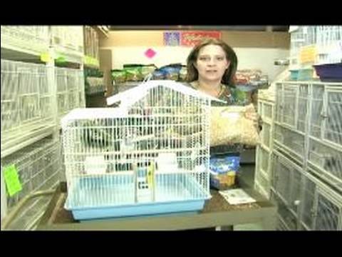 Senin Papağan Mutlu: Dengeli Bir Diyet Sizin Muhabbet Kuşu Besleme Resim 1