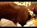Nasıl Atlar İçin Bakımı: Nasıl Damat A At Nalı Vücut