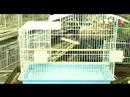 Senin Papağan Mutlu: Kafes Aksesuarları Parakeets İçin Satın