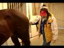 Nasıl Atlar İçin Bakım : Bir At Geliyor İçin Güvenlik İpuçları  Resim 3